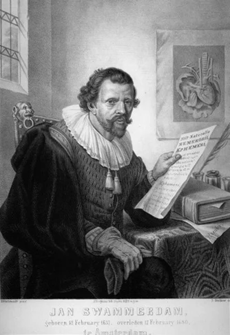 Jan Swammerdam — Imagen principal