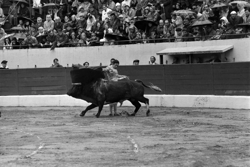 Paco Camino — Imagen principal